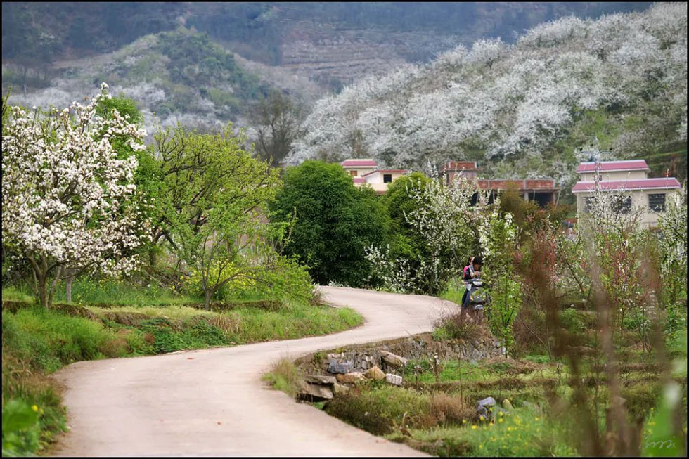【春天，广西桂林灌阳县向您发出邀请！】我们在灌阳看梨花 - 游山玩水 - 昭通生活社区 - 昭通28生活网 zt.28life.com
