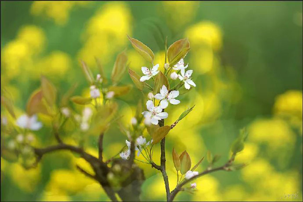 【春天，广西桂林灌阳县向您发出邀请！】我们在灌阳看梨花 - 游山玩水 - 昭通生活社区 - 昭通28生活网 zt.28life.com