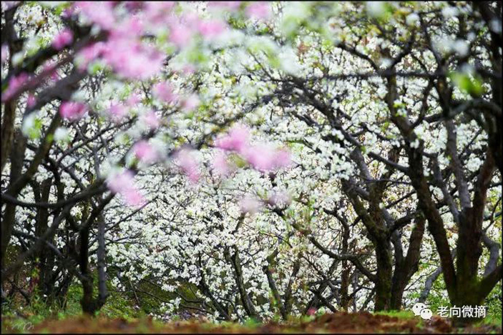 【春天，广西桂林灌阳县向您发出邀请！】我们在灌阳看梨花 - 游山玩水 - 昭通生活社区 - 昭通28生活网 zt.28life.com