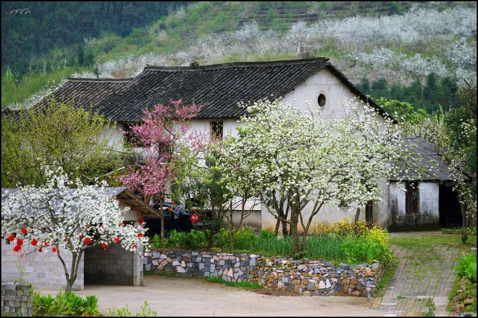 【春天，广西桂林灌阳县向您发出邀请！】我们在灌阳看梨花 - 游山玩水 - 昭通生活社区 - 昭通28生活网 zt.28life.com