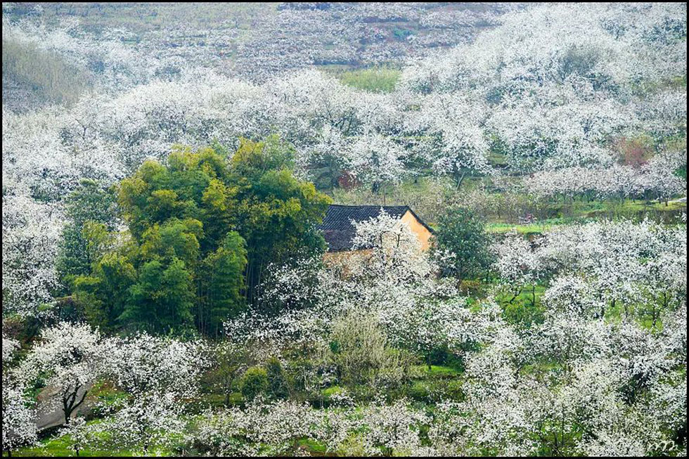 【春天，广西桂林灌阳县向您发出邀请！】我们在灌阳看梨花 - 游山玩水 - 昭通生活社区 - 昭通28生活网 zt.28life.com