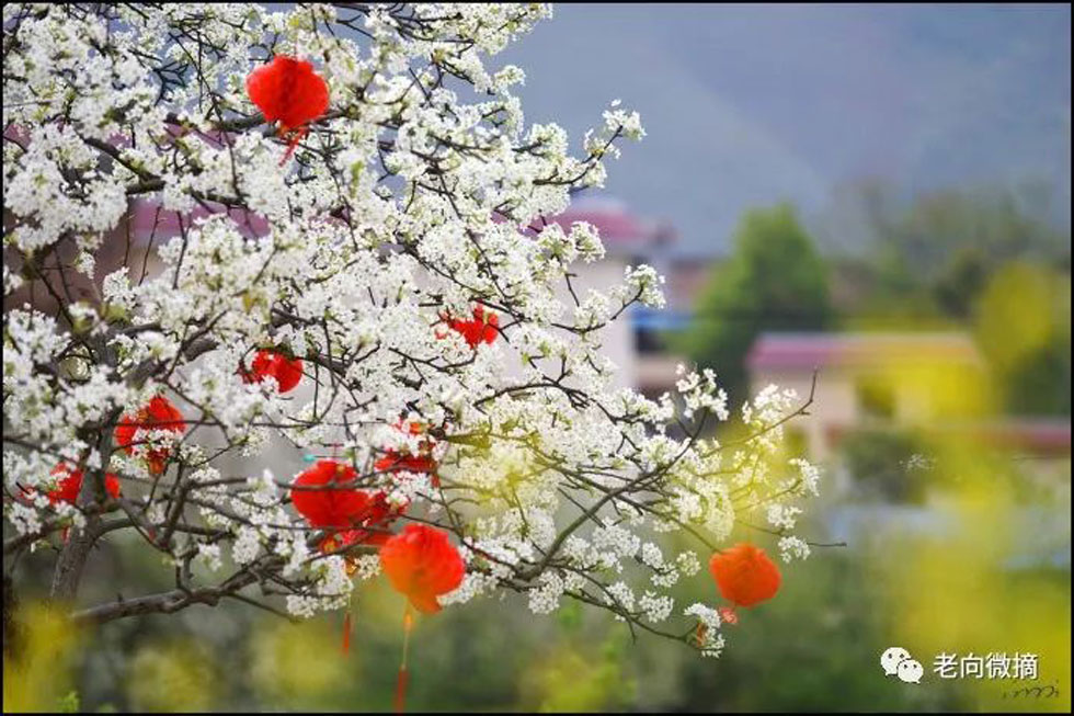 【春天，广西桂林灌阳县向您发出邀请！】我们在灌阳看梨花 - 游山玩水 - 昭通生活社区 - 昭通28生活网 zt.28life.com