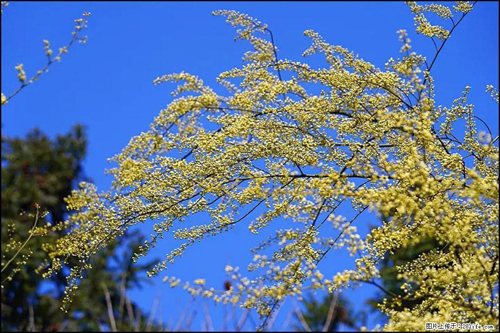 【春天，广西桂林灌阳县向您发出邀请！】米珠山前有片山苍子花在飘香 - 游山玩水 - 昭通生活社区 - 昭通28生活网 zt.28life.com