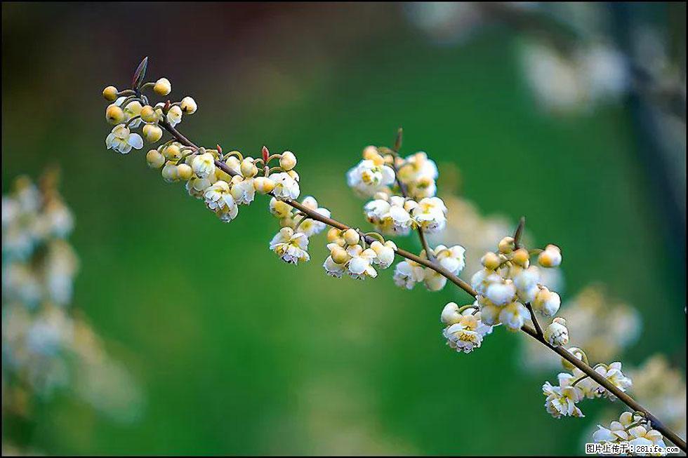 【春天，广西桂林灌阳县向您发出邀请！】米珠山前有片山苍子花在飘香 - 游山玩水 - 昭通生活社区 - 昭通28生活网 zt.28life.com