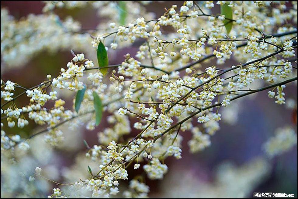 【春天，广西桂林灌阳县向您发出邀请！】米珠山前有片山苍子花在飘香 - 游山玩水 - 昭通生活社区 - 昭通28生活网 zt.28life.com