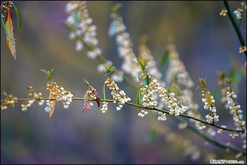 【春天，广西桂林灌阳县向您发出邀请！】米珠山前有片山苍子花在飘香 - 游山玩水 - 昭通生活社区 - 昭通28生活网 zt.28life.com