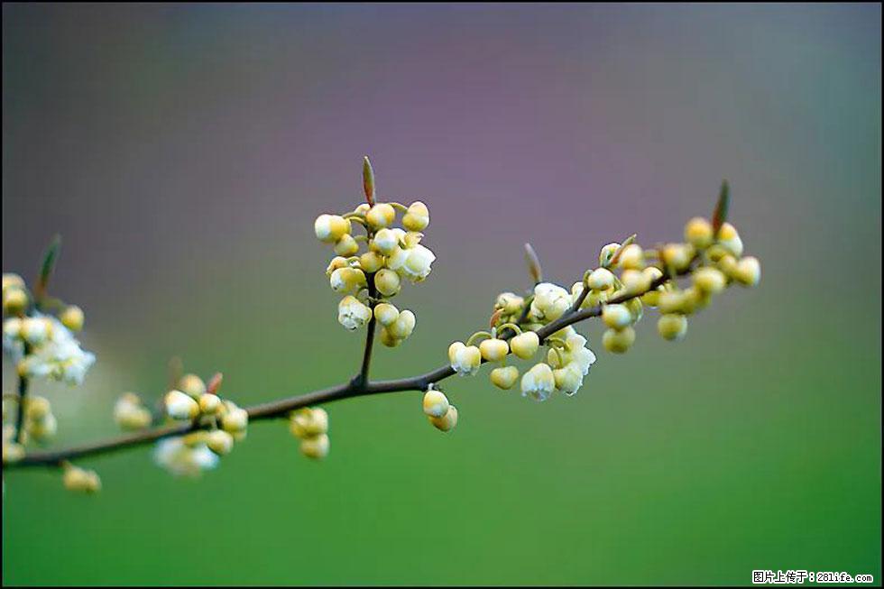 【春天，广西桂林灌阳县向您发出邀请！】米珠山前有片山苍子花在飘香 - 游山玩水 - 昭通生活社区 - 昭通28生活网 zt.28life.com