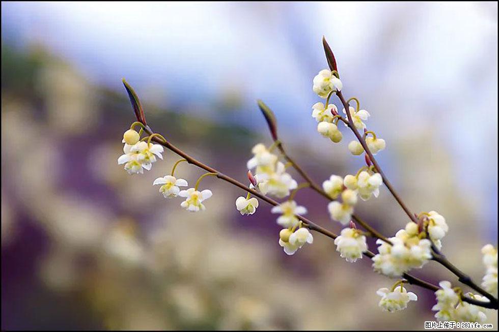 【春天，广西桂林灌阳县向您发出邀请！】米珠山前有片山苍子花在飘香 - 游山玩水 - 昭通生活社区 - 昭通28生活网 zt.28life.com