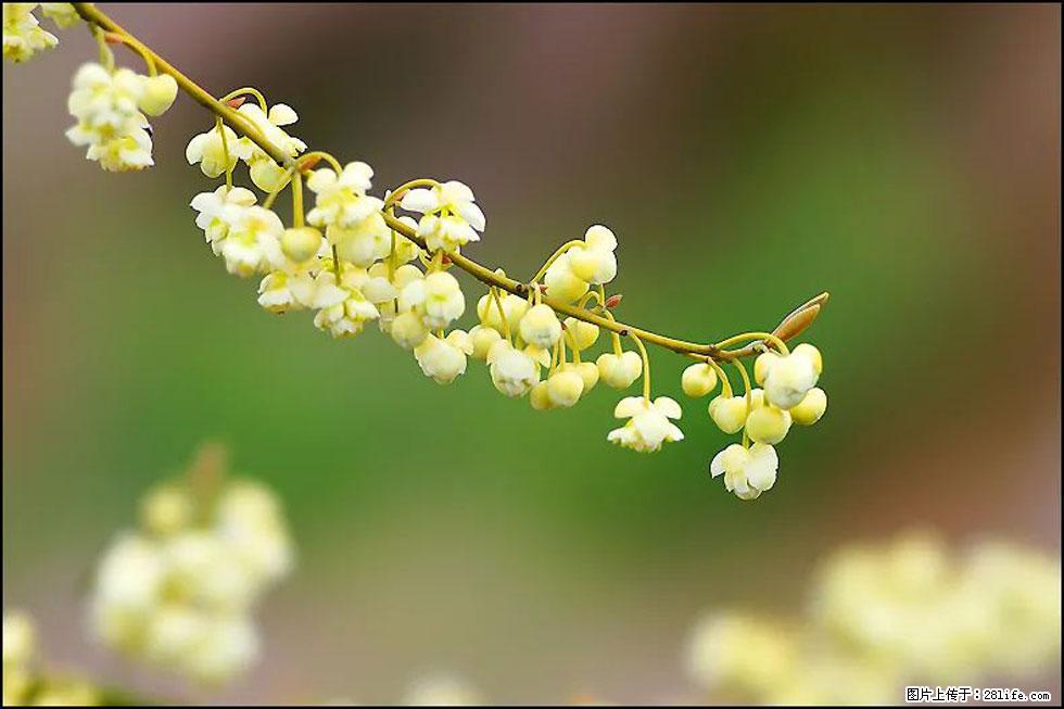 【春天，广西桂林灌阳县向您发出邀请！】米珠山前有片山苍子花在飘香 - 游山玩水 - 昭通生活社区 - 昭通28生活网 zt.28life.com