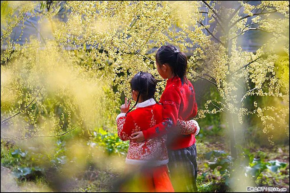 【春天，广西桂林灌阳县向您发出邀请！】米珠山前有片山苍子花在飘香 - 游山玩水 - 昭通生活社区 - 昭通28生活网 zt.28life.com