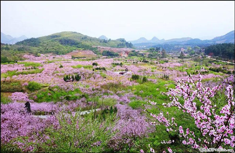 【春天，广西桂林灌阳县向您发出邀请！】官庄村有个醉美的桃花园 - 游山玩水 - 昭通生活社区 - 昭通28生活网 zt.28life.com