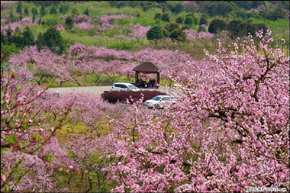 【春天，广西桂林灌阳县向您发出邀请！】官庄村有个醉美的桃花园 - 游山玩水 - 昭通生活社区 - 昭通28生活网 zt.28life.com