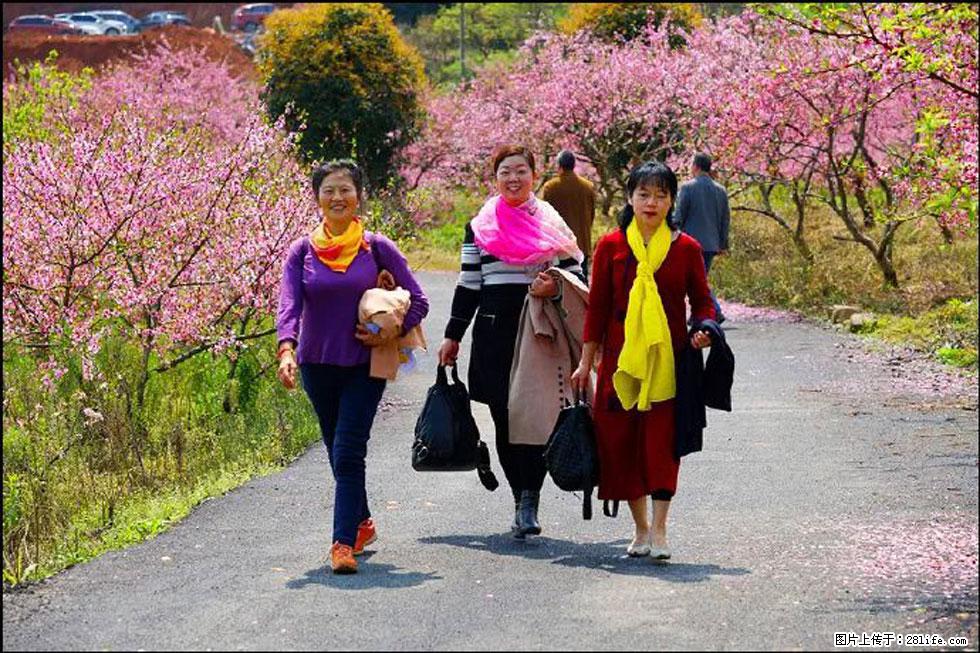 【春天，广西桂林灌阳县向您发出邀请！】官庄村有个醉美的桃花园 - 游山玩水 - 昭通生活社区 - 昭通28生活网 zt.28life.com