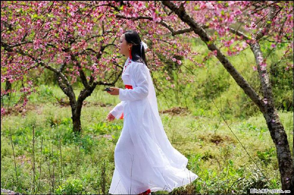 【春天，广西桂林灌阳县向您发出邀请！】官庄村有个醉美的桃花园 - 游山玩水 - 昭通生活社区 - 昭通28生活网 zt.28life.com