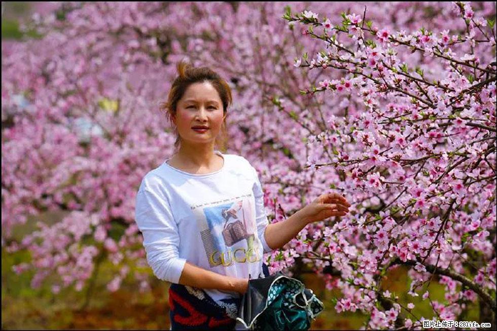 【春天，广西桂林灌阳县向您发出邀请！】官庄村有个醉美的桃花园 - 游山玩水 - 昭通生活社区 - 昭通28生活网 zt.28life.com
