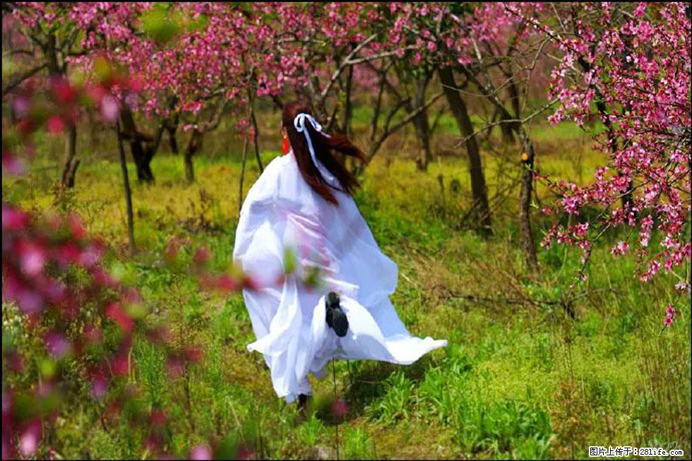 【春天，广西桂林灌阳县向您发出邀请！】官庄村有个醉美的桃花园 - 游山玩水 - 昭通生活社区 - 昭通28生活网 zt.28life.com