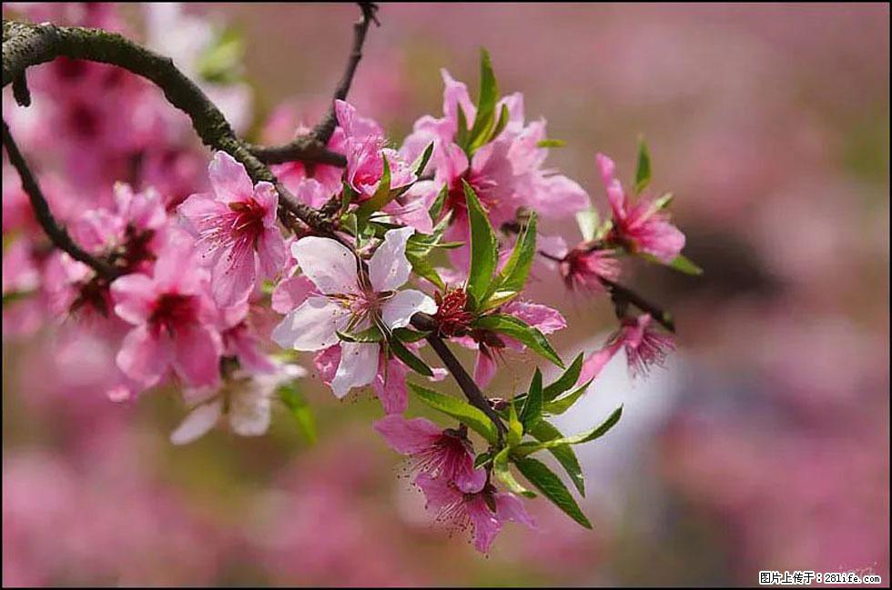 【春天，广西桂林灌阳县向您发出邀请！】官庄村有个醉美的桃花园 - 游山玩水 - 昭通生活社区 - 昭通28生活网 zt.28life.com