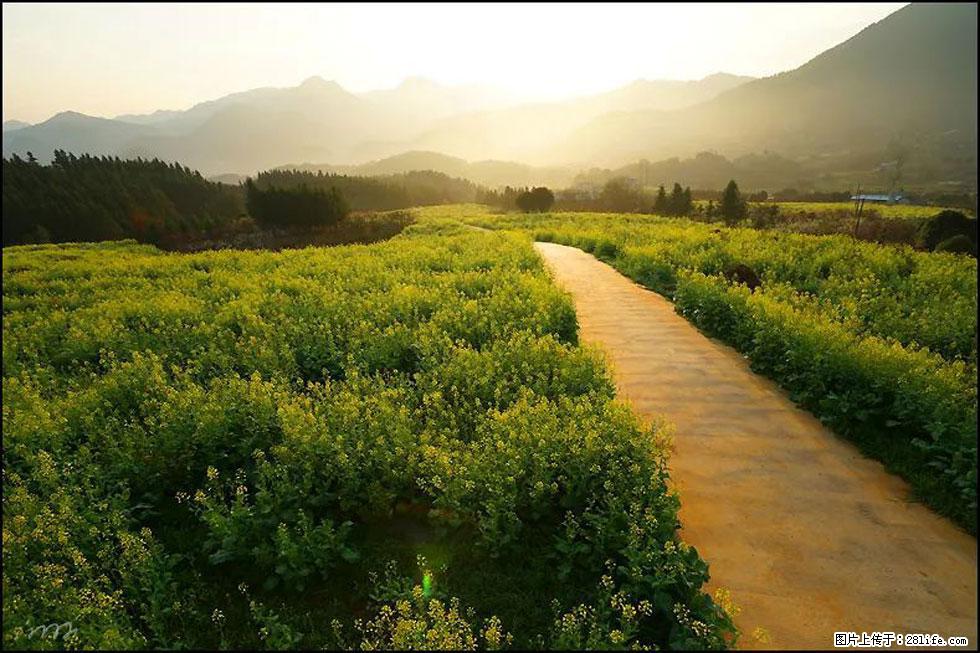 【春天，广西桂林灌阳县向您发出邀请！】长坪村油菜盛情花开 - 游山玩水 - 昭通生活社区 - 昭通28生活网 zt.28life.com
