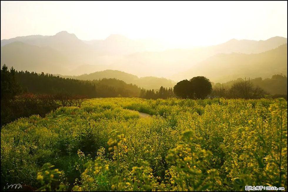 【春天，广西桂林灌阳县向您发出邀请！】长坪村油菜盛情花开 - 游山玩水 - 昭通生活社区 - 昭通28生活网 zt.28life.com