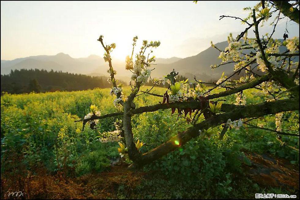 【春天，广西桂林灌阳县向您发出邀请！】长坪村油菜盛情花开 - 游山玩水 - 昭通生活社区 - 昭通28生活网 zt.28life.com