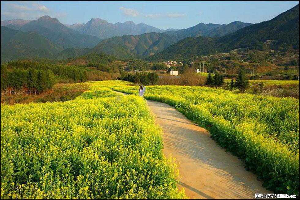 【春天，广西桂林灌阳县向您发出邀请！】长坪村油菜盛情花开 - 游山玩水 - 昭通生活社区 - 昭通28生活网 zt.28life.com