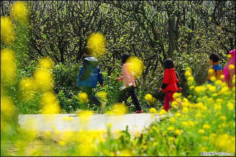 【春天，广西桂林灌阳县向您发出邀请！】长坪村油菜盛情花开 - 游山玩水 - 昭通生活社区 - 昭通28生活网 zt.28life.com