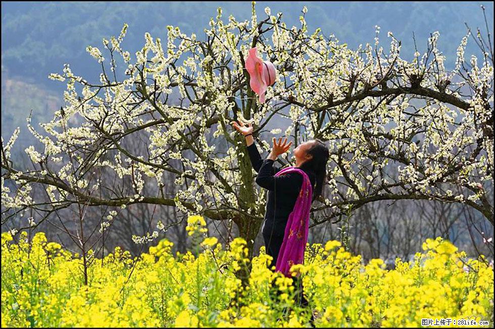【春天，广西桂林灌阳县向您发出邀请！】长坪村油菜盛情花开 - 游山玩水 - 昭通生活社区 - 昭通28生活网 zt.28life.com