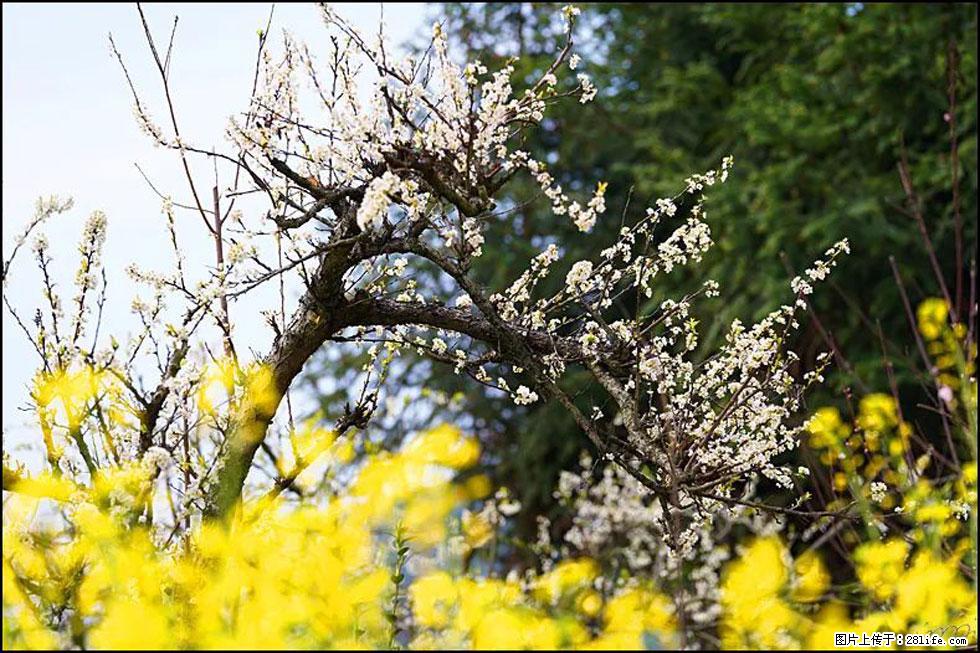 【春天，广西桂林灌阳县向您发出邀请！】长坪村油菜盛情花开 - 游山玩水 - 昭通生活社区 - 昭通28生活网 zt.28life.com