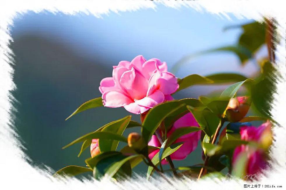 【春天，广西桂林灌阳县向您发出邀请！】杨柳井茶花惹人爱 - 游山玩水 - 昭通生活社区 - 昭通28生活网 zt.28life.com