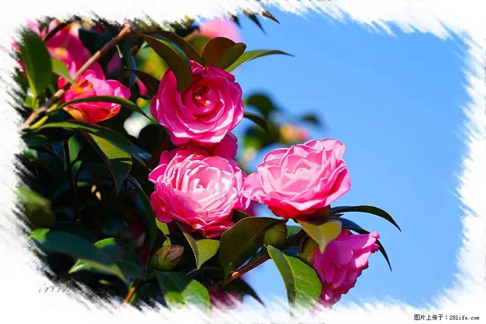 【春天，广西桂林灌阳县向您发出邀请！】杨柳井茶花惹人爱 - 游山玩水 - 昭通生活社区 - 昭通28生活网 zt.28life.com