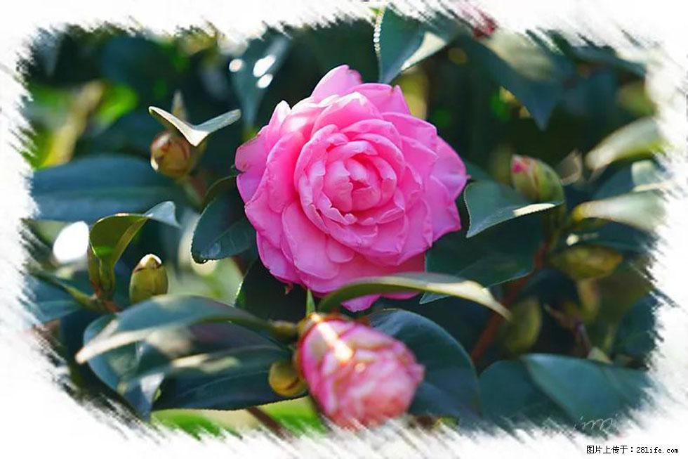 【春天，广西桂林灌阳县向您发出邀请！】杨柳井茶花惹人爱 - 游山玩水 - 昭通生活社区 - 昭通28生活网 zt.28life.com