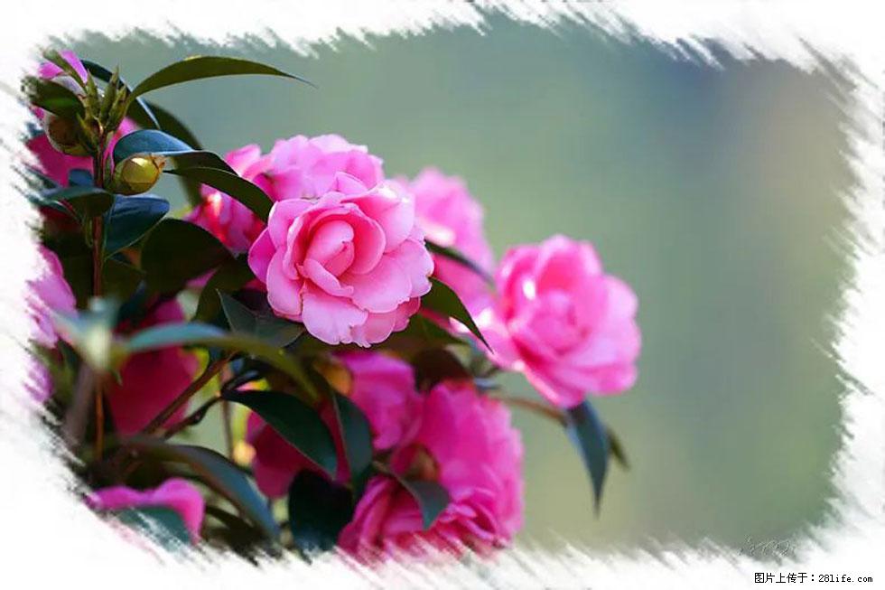 【春天，广西桂林灌阳县向您发出邀请！】杨柳井茶花惹人爱 - 游山玩水 - 昭通生活社区 - 昭通28生活网 zt.28life.com