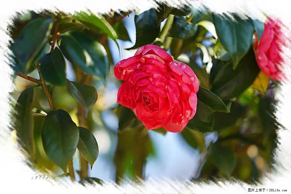 【春天，广西桂林灌阳县向您发出邀请！】杨柳井茶花惹人爱 - 游山玩水 - 昭通生活社区 - 昭通28生活网 zt.28life.com