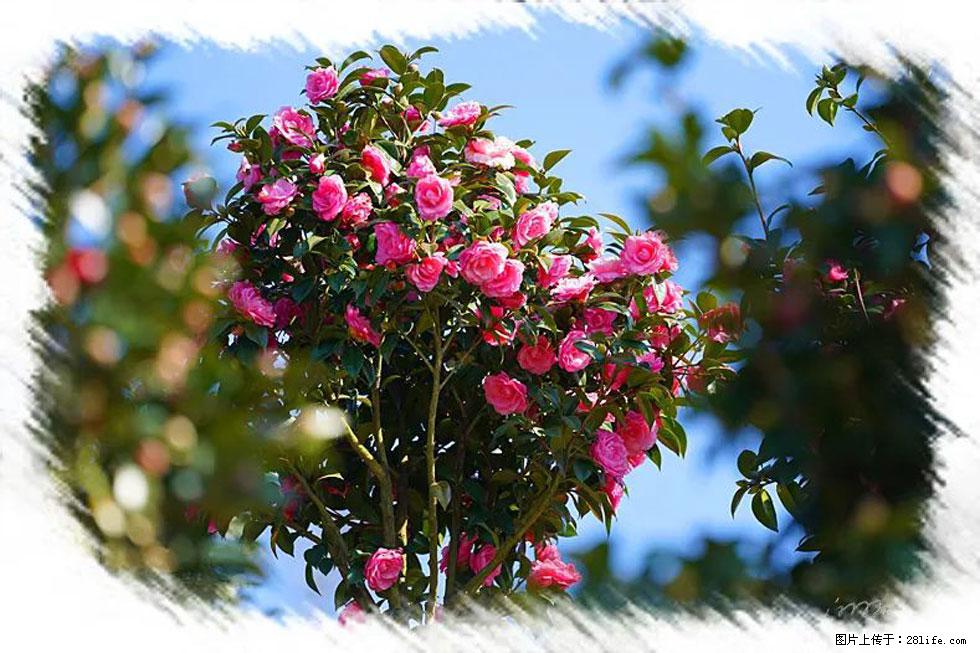 【春天，广西桂林灌阳县向您发出邀请！】杨柳井茶花惹人爱 - 游山玩水 - 昭通生活社区 - 昭通28生活网 zt.28life.com