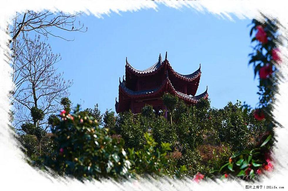 【春天，广西桂林灌阳县向您发出邀请！】杨柳井茶花惹人爱 - 游山玩水 - 昭通生活社区 - 昭通28生活网 zt.28life.com