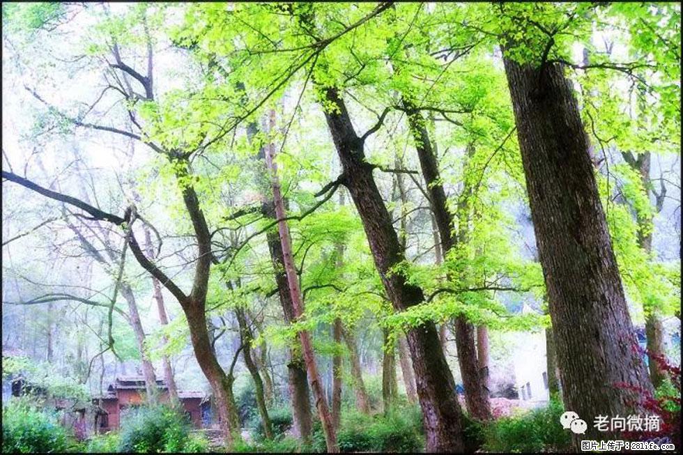 【春天，广西桂林灌阳县向您发出邀请！】在小龙村与春天约会 - 游山玩水 - 昭通生活社区 - 昭通28生活网 zt.28life.com