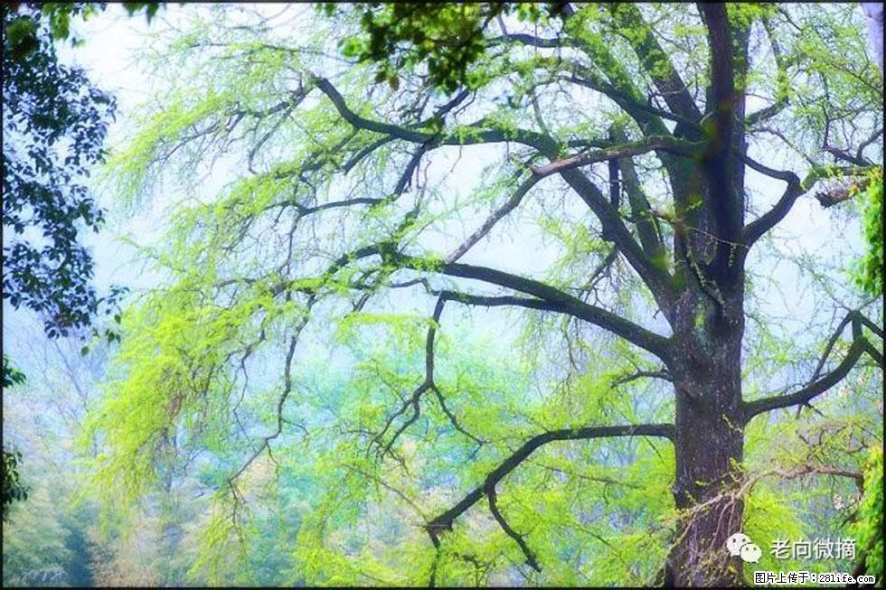 【春天，广西桂林灌阳县向您发出邀请！】在小龙村与春天约会 - 游山玩水 - 昭通生活社区 - 昭通28生活网 zt.28life.com