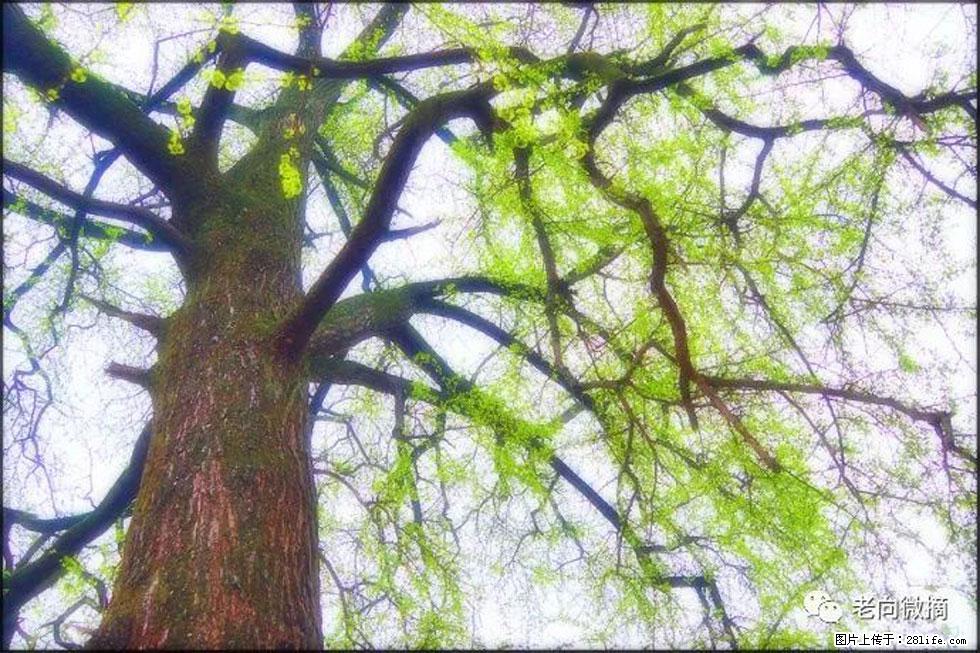 【春天，广西桂林灌阳县向您发出邀请！】在小龙村与春天约会 - 游山玩水 - 昭通生活社区 - 昭通28生活网 zt.28life.com