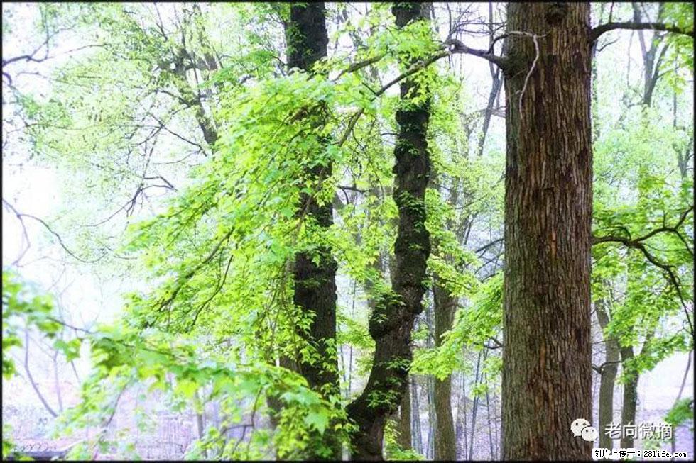 【春天，广西桂林灌阳县向您发出邀请！】在小龙村与春天约会 - 游山玩水 - 昭通生活社区 - 昭通28生活网 zt.28life.com