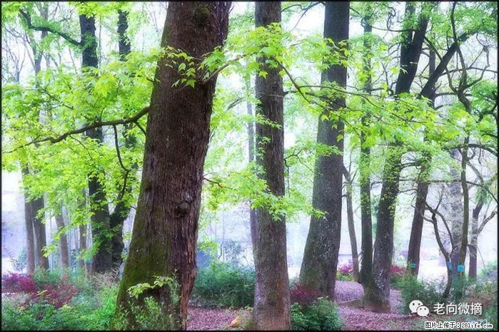 【春天，广西桂林灌阳县向您发出邀请！】在小龙村与春天约会 - 游山玩水 - 昭通生活社区 - 昭通28生活网 zt.28life.com