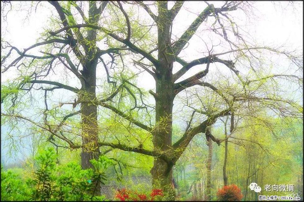 【春天，广西桂林灌阳县向您发出邀请！】在小龙村与春天约会 - 游山玩水 - 昭通生活社区 - 昭通28生活网 zt.28life.com