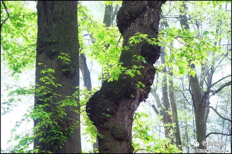 【春天，广西桂林灌阳县向您发出邀请！】在小龙村与春天约会 - 游山玩水 - 昭通生活社区 - 昭通28生活网 zt.28life.com