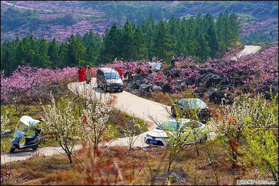 【春天，广西桂林灌阳县向您发出邀请！】望月岭上桃花开 - 游山玩水 - 昭通生活社区 - 昭通28生活网 zt.28life.com