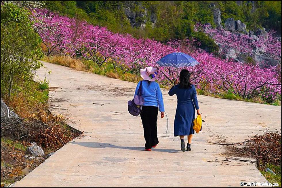 【春天，广西桂林灌阳县向您发出邀请！】望月岭上桃花开 - 游山玩水 - 昭通生活社区 - 昭通28生活网 zt.28life.com