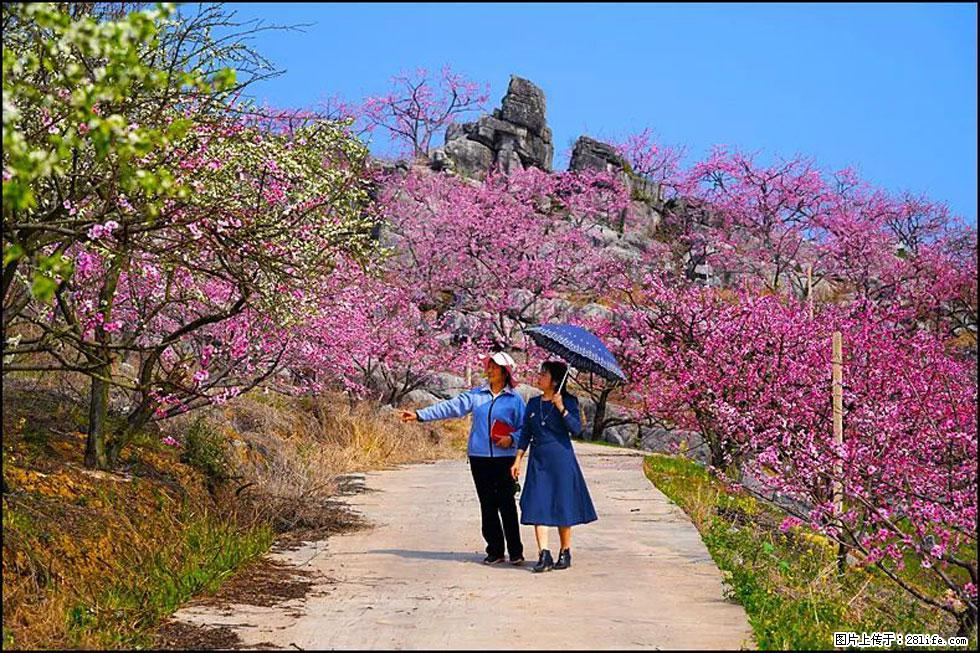 【春天，广西桂林灌阳县向您发出邀请！】望月岭上桃花开 - 游山玩水 - 昭通生活社区 - 昭通28生活网 zt.28life.com