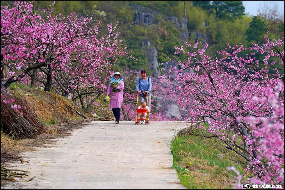 【春天，广西桂林灌阳县向您发出邀请！】望月岭上桃花开 - 游山玩水 - 昭通生活社区 - 昭通28生活网 zt.28life.com