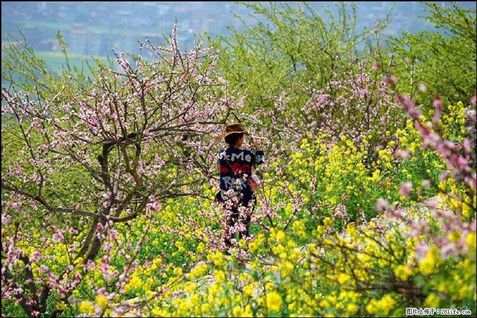 【春天，广西桂林灌阳县向您发出邀请！】望月岭上桃花开 - 游山玩水 - 昭通生活社区 - 昭通28生活网 zt.28life.com