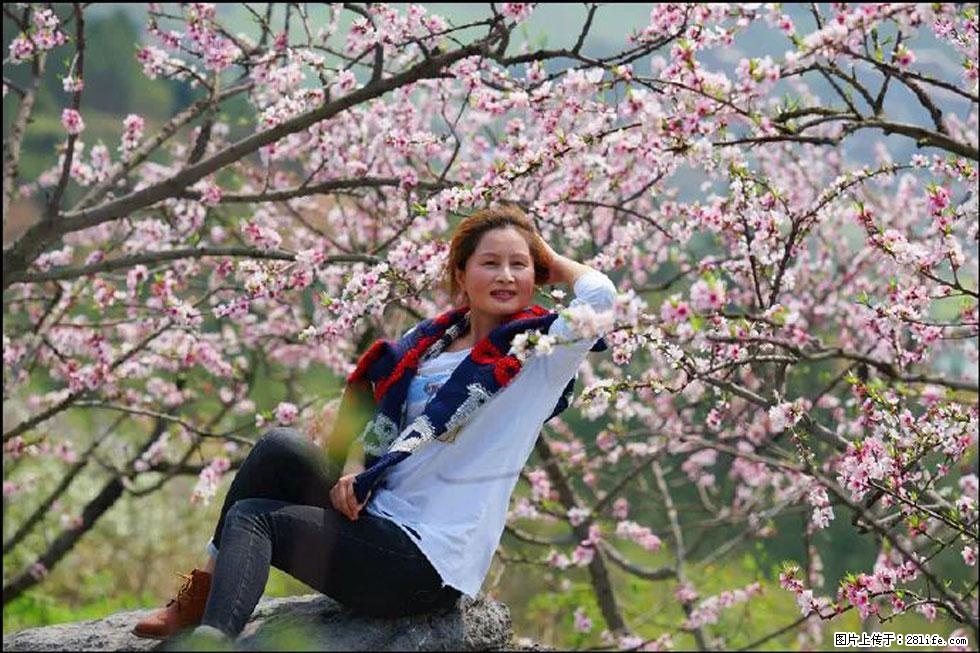 【春天，广西桂林灌阳县向您发出邀请！】望月岭上桃花开 - 游山玩水 - 昭通生活社区 - 昭通28生活网 zt.28life.com