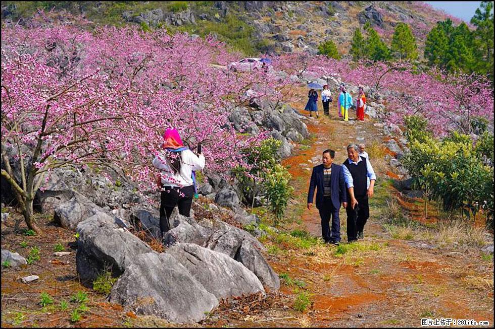【春天，广西桂林灌阳县向您发出邀请！】望月岭上桃花开 - 游山玩水 - 昭通生活社区 - 昭通28生活网 zt.28life.com