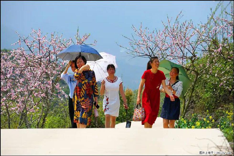 【春天，广西桂林灌阳县向您发出邀请！】望月岭上桃花开 - 游山玩水 - 昭通生活社区 - 昭通28生活网 zt.28life.com